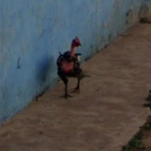Esplora chicken road gioco