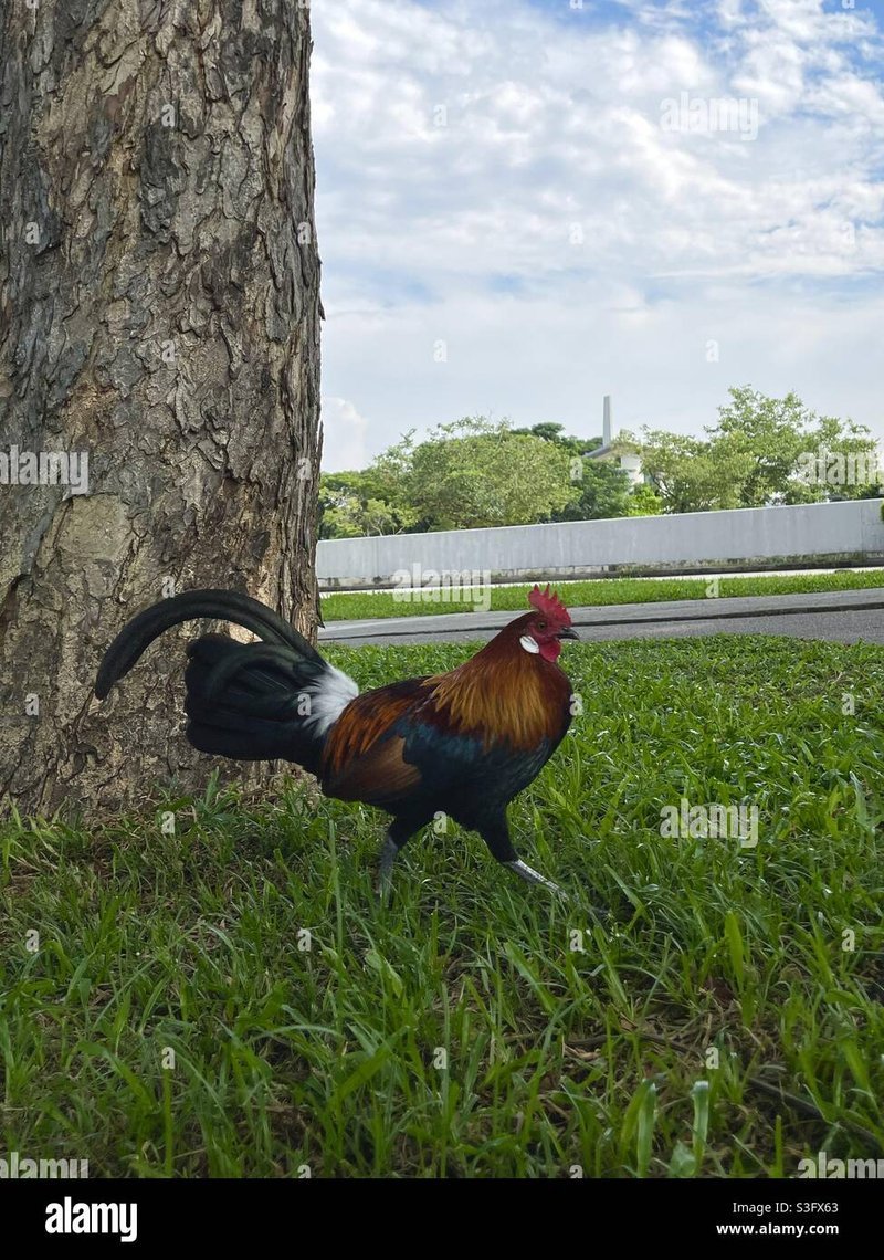 Découvrez le Monstre du Chicken Road Casino en Ligne en France - aperçu