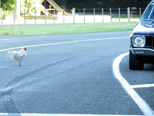 Chicken road 2 casino, chicken road 2 geld verdienen