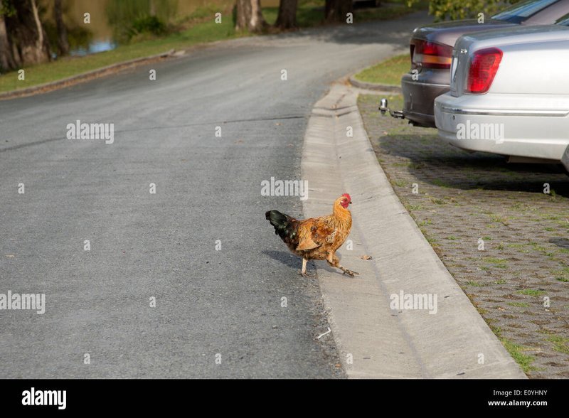 Image: Descubre la Emoción del Juego Clásico en Chicken Road Casino España